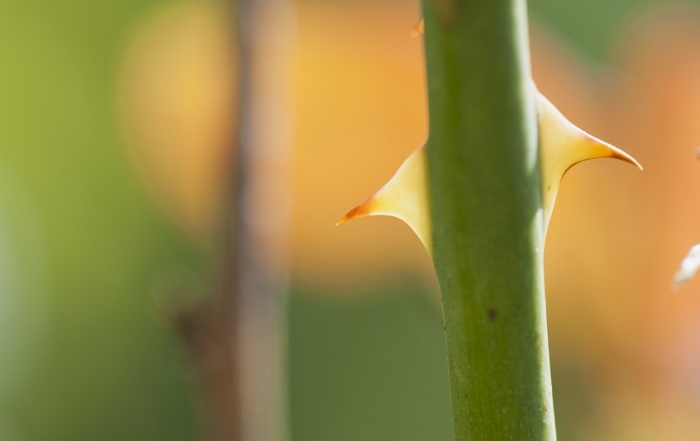 Thorns on rosebush stem, close-up
